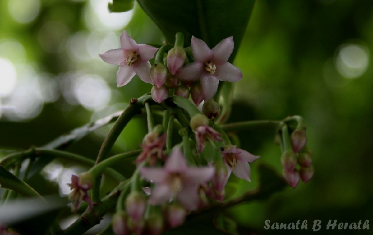 Ardisia willisii Mez